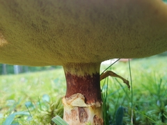 Suillus luteus