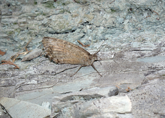 Pseudochazara pelopea