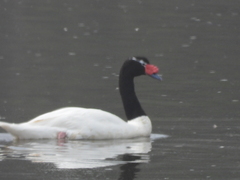 Cygnus melancoryphus