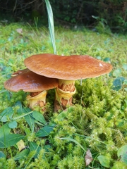 Suillus luteus