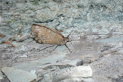 Pseudochazara pelopea