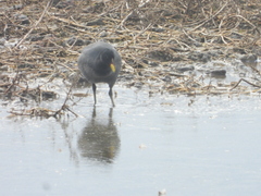 Fulica rufifrons