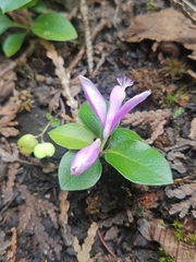 Polygaloides paucifolia