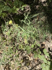 Brickellia eupatorioides