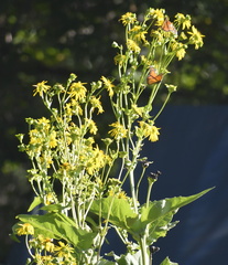 Silphium perfoliatum