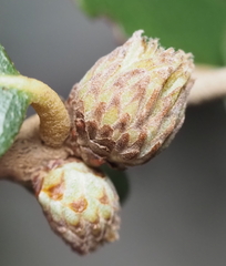 Andricus quercusfoliatus