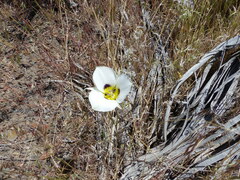 Calochortus bruneaunis
