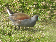 Porphyriops melanops