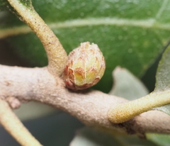 Andricus quercusfoliatus