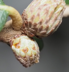 Andricus quercusfoliatus