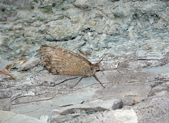 Pseudochazara pelopea