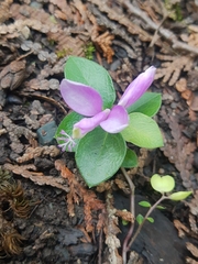 Polygaloides paucifolia