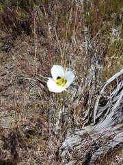 Calochortus bruneaunis