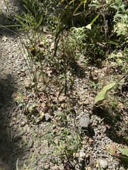 Brickellia eupatorioides