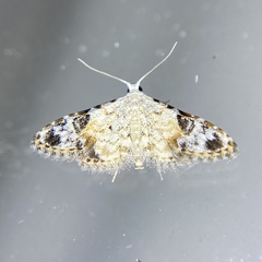 Araeopteron epiphracta