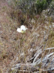 Calochortus bruneaunis