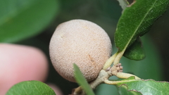 Disholcaspis cinerosa