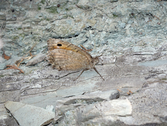 Pseudochazara pelopea