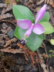 Polygaloides paucifolia
