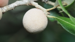 Disholcaspis cinerosa