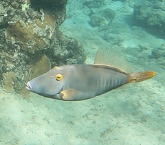 Cantherhines dumerilii