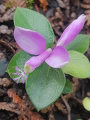 Polygaloides paucifolia