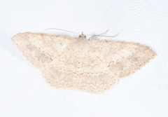 Luxiaria amasa