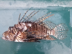 Pterois volitans
