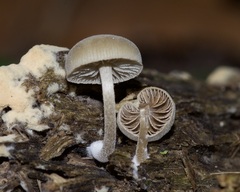 Simocybe centunculus