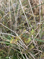 Phyllanthus hirtellus