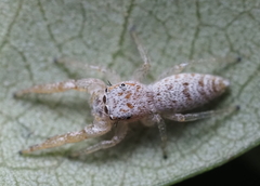 Hentzia