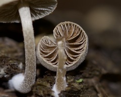Simocybe centunculus