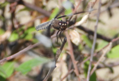 Libellula forensis