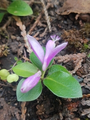 Polygaloides paucifolia