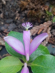 Polygaloides paucifolia