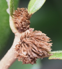 Andricus quercusfoliatus