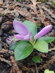 Polygaloides paucifolia
