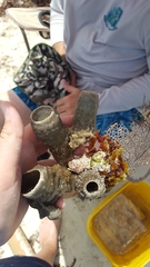 Callyspongia aculeata