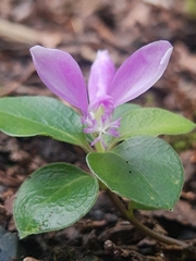 Polygaloides paucifolia