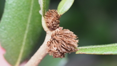 Andricus quercusfoliatus