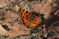 Nymphalis xanthomelas