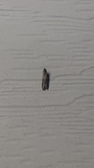 Plodia interpunctella