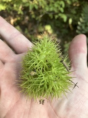 Chrysolepis chrysophylla