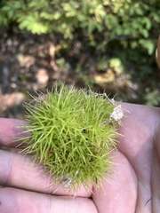 Chrysolepis chrysophylla