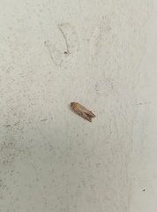 Blastobasidae