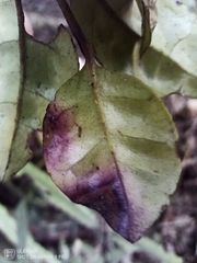 Austropuccinia psidii