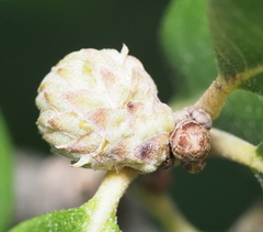 Andricus quercusfoliatus