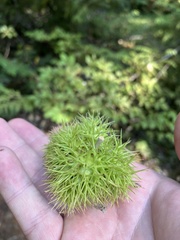 Chrysolepis chrysophylla