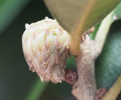 Andricus quercusfoliatus