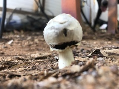 Agaricus evertens